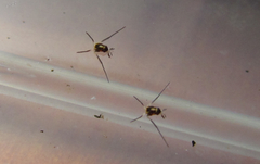 Rheumatobates minutus