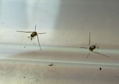 Rheumatobates minutus