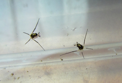 Rheumatobates minutus