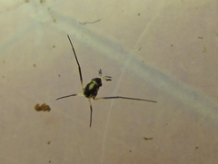 Rheumatobates minutus