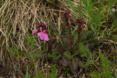 Pedicularis nordmanniana