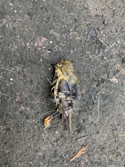 Regulus regulus azoricus