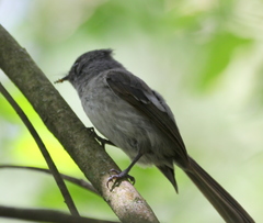 Trochocercus cyanomelas cyanomelas