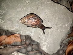 Lissachatina fulica