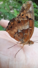 Euptoieta claudia