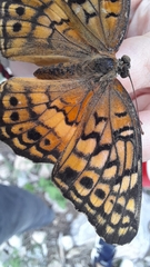 Euptoieta claudia