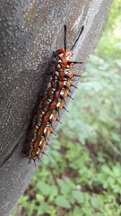 Euptoieta claudia