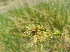 Schoenoplectus scirpoides