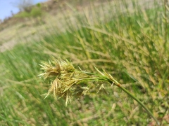 Schoenoplectus scirpoides