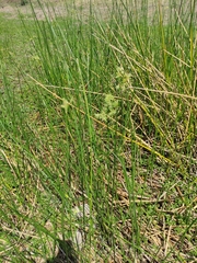Schoenoplectus scirpoides