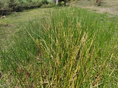 Schoenoplectus scirpoides