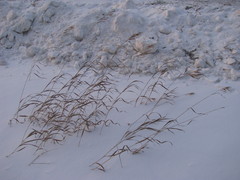 Bromus inermis