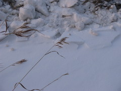 Bromus inermis