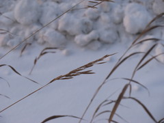 Bromus inermis