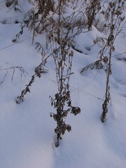 Cirsium arvense