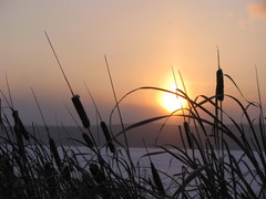 Typha