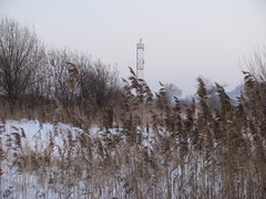 Phragmites australis
