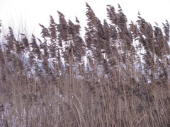 Phragmites australis