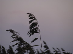 Phragmites australis