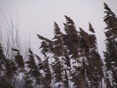 Phragmites australis