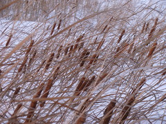 Typha