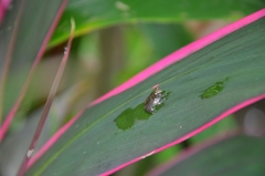 Diasporus diastema