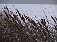 Typha
