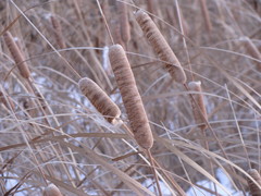 Typha