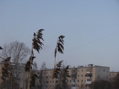 Phragmites australis