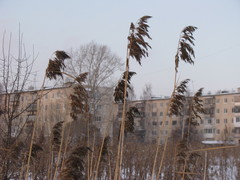Phragmites australis