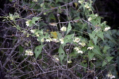 Philibertia gilliesii