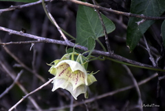 Philibertia gilliesii