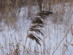 Phragmites australis
