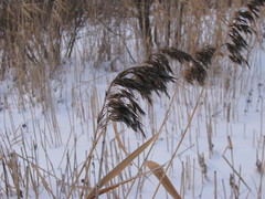 Phragmites australis