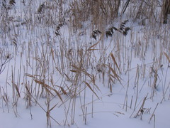 Phragmites australis