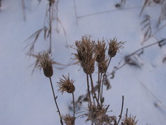 Cirsium arvense