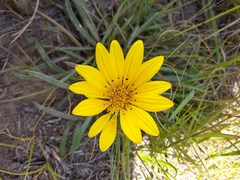 Gazania linearis linearis
