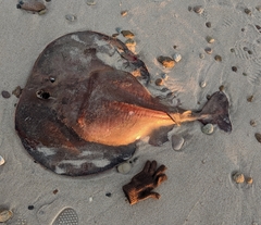 Tetronarce occidentalis