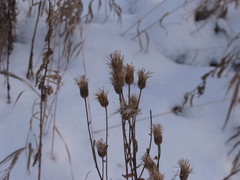 Cirsium arvense