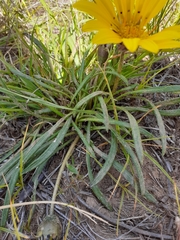 Gazania linearis linearis