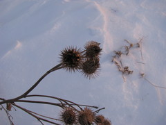 Arctium tomentosum