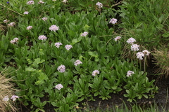 Primula auriculata