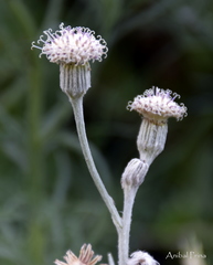 Senecio viravira