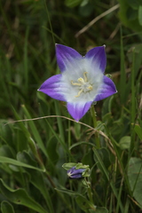 Campanula tridentata biebersteiniana