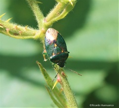 Ditomotarsus punctiventris