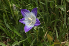 Campanula tridentata biebersteiniana