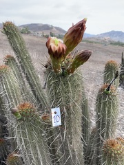 Haageocereus acranthus