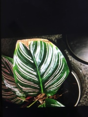 Goeppertia sanderiana