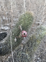 Loxanthocereus acanthurus