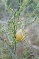 Maerua rosmarinoides